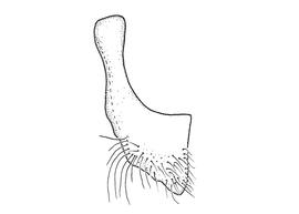   Anthidium banningense  male, diagram showing ventral view of seventh sternum (S7), diagram from Gonzalez and Griswold 2013 
